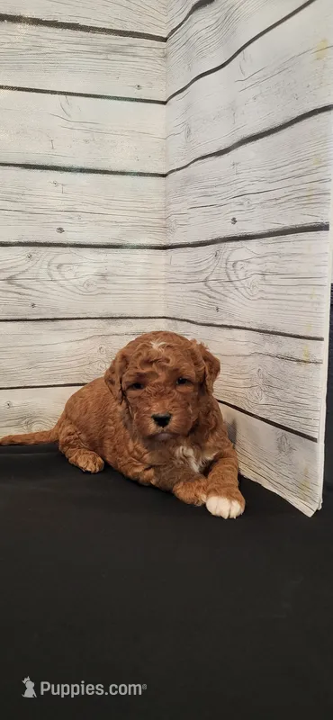 Pumpkin  – Miniature Goldendoodle puppy for sale in Sullivan, IL