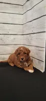 Pumpkin , a male Miniature Goldendoodle for sale in Sullivan, IL – 1 of 4