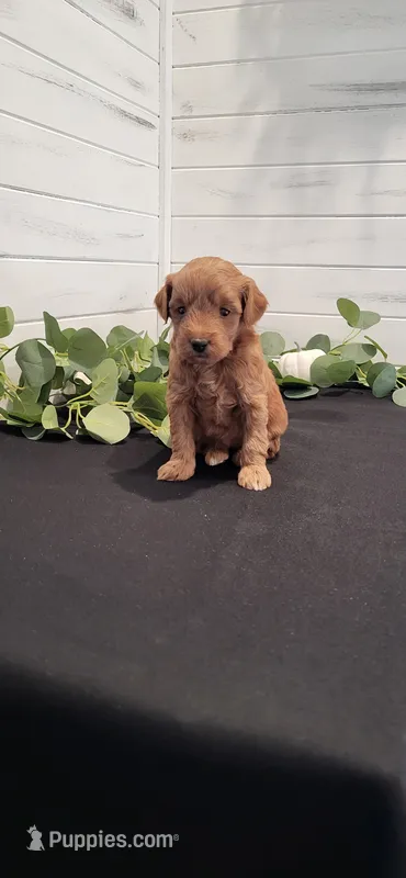 Abby – Miniature Goldendoodle puppy for sale in Sullivan, IL