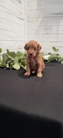 Abby, a female Miniature Goldendoodle for sale in Sullivan, IL – 1 of 4
