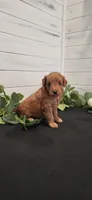 Abby, a female Miniature Goldendoodle for sale in Sullivan, IL – 2 of 4