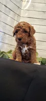 Pumpkin , a male Miniature Goldendoodle for sale in Sullivan, IL – 2 of 4