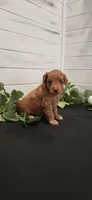 Abby, a female Miniature Goldendoodle for sale in Sullivan, IL – 3 of 4