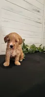 Maple, a female Miniature Goldendoodle for sale in Sullivan, IL – 2 of 4