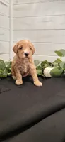 Maple, a female Miniature Goldendoodle for sale in Sullivan, IL – 4 of 4