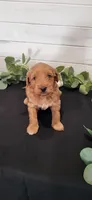 Waffles, a male Miniature Goldendoodle for sale in Sullivan, IL – 3 of 5
