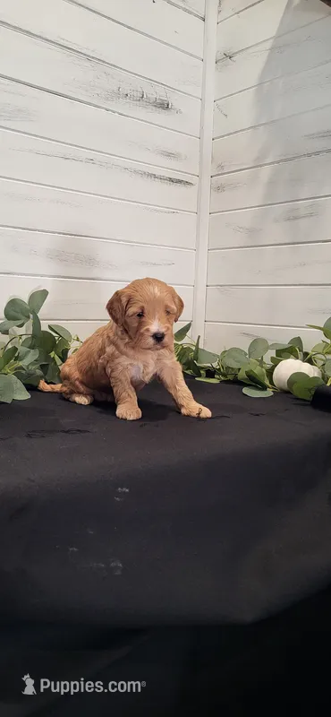 Maple – Miniature Goldendoodle puppy for sale in Sullivan, IL