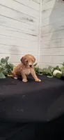 Maple, a female Miniature Goldendoodle for sale in Sullivan, IL – 1 of 4
