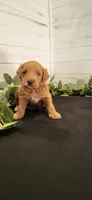 Waffles, a male Miniature Goldendoodle for sale in Sullivan, IL – 2 of 5