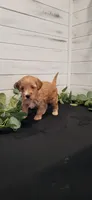 Maple, a female Miniature Goldendoodle for sale in Sullivan, IL – 3 of 4