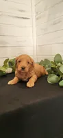 Waffles, a male Miniature Goldendoodle for sale in Sullivan, IL – 4 of 5