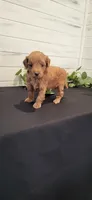 Abby, a female Miniature Goldendoodle for sale in Sullivan, IL – 4 of 4