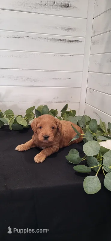 Waffles – Miniature Goldendoodle puppy for sale in Sullivan, IL