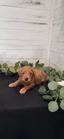 Waffles, a male Miniature Goldendoodle for sale in Sullivan, IL – 1 of 5