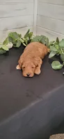Waffles, a male Miniature Goldendoodle for sale in Sullivan, IL – 5 of 5