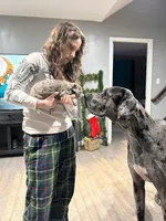 Dusty, a male Great Dane and Irish Wolfhound for sale in Bel Air, MD – Photo 5 of 8