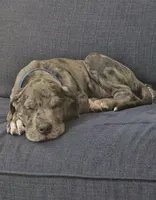 Dusty, a male Great Dane and Irish Wolfhound for sale in Bel Air, MD – Photo 2 of 8