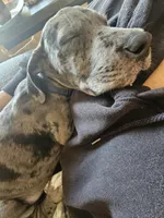 Dusty, a male Great Dane and Irish Wolfhound for sale in Bel Air, MD – Photo 4 of 8