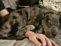 Dusty, a male Great Dane and Irish Wolfhound for sale in Bel Air, MD – Photo 6 of 8