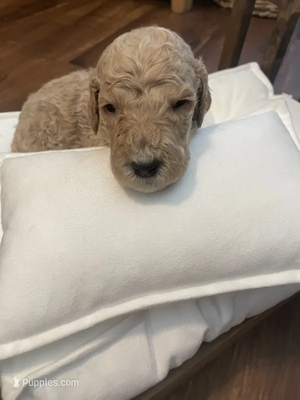 Summit – Poodle - Standard  puppy for sale in Calimesa, CA