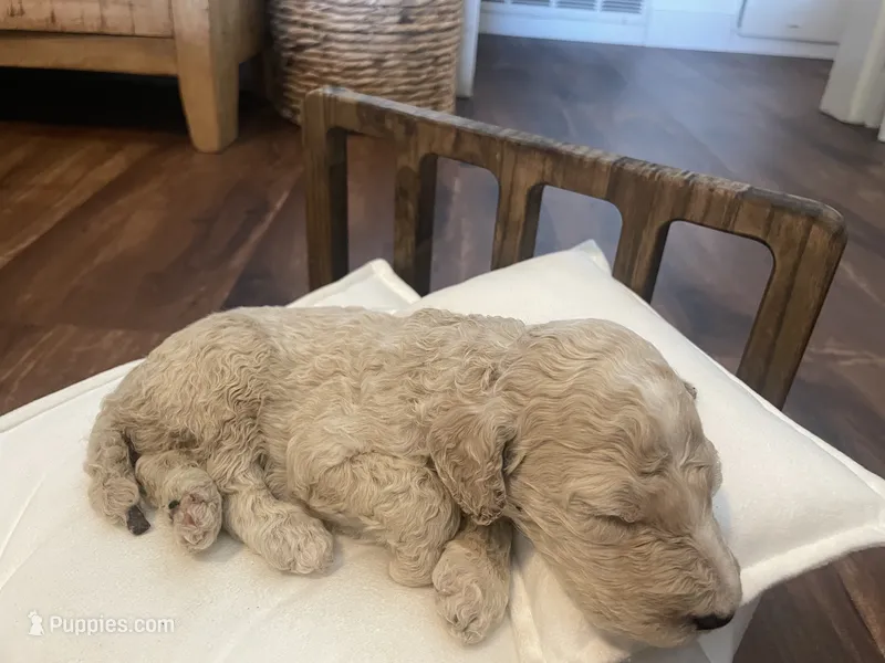 Austim – Poodle - Standard  puppy for sale in Calimesa, CA