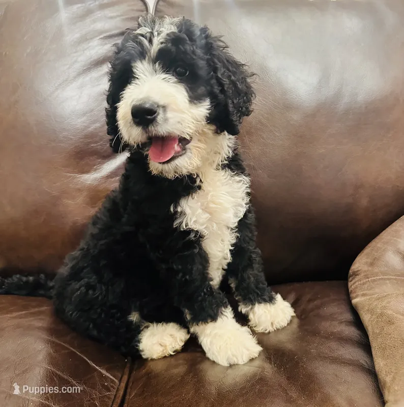 Nala – Bernedoodle puppy for sale in Calimesa, CA