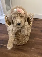 Winnie, a female Poodle - Standard  for sale in Calimesa, CA – 2 of 9