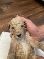Summit, a male Poodle - Standard  for sale in Calimesa, CA – 6 of 6