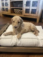 Winnie, a female Poodle - Standard  for sale in Calimesa, CA – 4 of 4