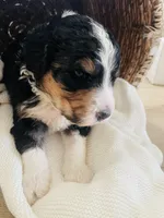Titan , a male Bernedoodle for sale in Calimesa, CA – Photo 3 of 9