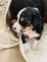 Titan , a male Bernedoodle for sale in Calimesa, CA – Photo 7 of 9