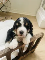 Titan , a male Bernedoodle for sale in Calimesa, CA – Photo 5 of 9