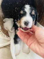 Titan , a male Bernedoodle for sale in Calimesa, CA – Photo 4 of 9