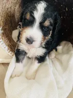 Titan , a male Bernedoodle for sale in Calimesa, CA – Photo 2 of 9
