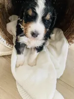 Titan , a male Bernedoodle for sale in Calimesa, CA – Photo 8 of 9