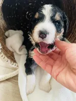 Titan , a male Bernedoodle for sale in Calimesa, CA – Photo 9 of 9