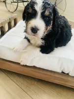 Titan , a male Bernedoodle for sale in Calimesa, CA – Photo 6 of 9