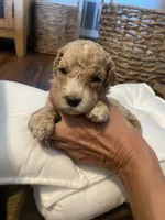 Minnie, a female Poodle - Standard  for sale in Calimesa, CA – 4 of 4