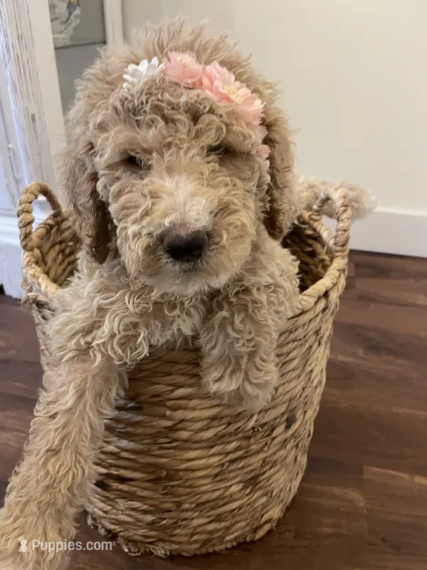 Winnie – Poodle - Standard  puppy for sale in Calimesa, CA