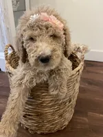Winnie, a female Poodle - Standard  for sale in Calimesa, CA – 1 of 9