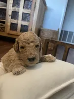 Summit, a male Poodle - Standard  for sale in Calimesa, CA – 4 of 6
