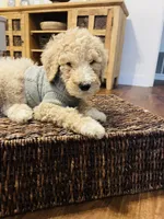 Austin, a male Poodle - Standard  for sale in Calimesa, CA – 5 of 10