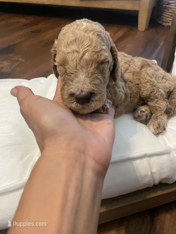 Paddington – Poodle - Standard  puppy for sale in Calimesa, CA