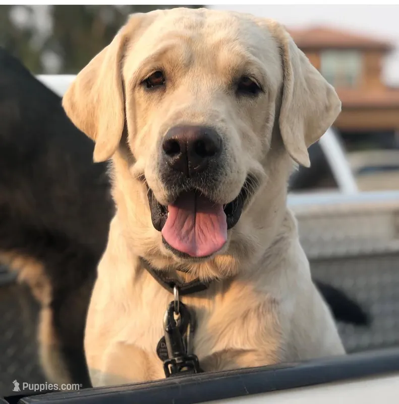 Dallas – Labrador Retriever puppy for sale in Calimesa, CA