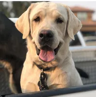 Dallas, a male Labrador Retriever for sale in Calimesa, CA – Photo 1 of 2