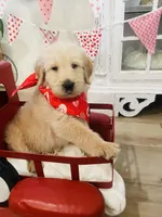 Dallas, a male Labrador Retriever for sale in Calimesa, CA – Photo 2 of 2