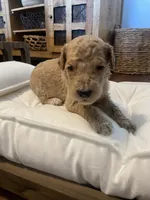 Birdie, a female Poodle - Standard  for sale in Calimesa, CA – 3 of 3