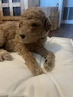 Poppy, a female Poodle - Standard  for sale in Calimesa, CA – 4 of 4