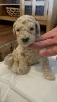 Summer, a female Poodle - Standard  for sale in Calimesa, CA – 3 of 4