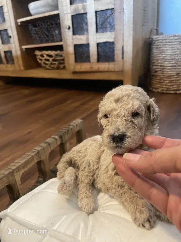 Summer – Poodle - Standard  puppy for sale in Calimesa, CA